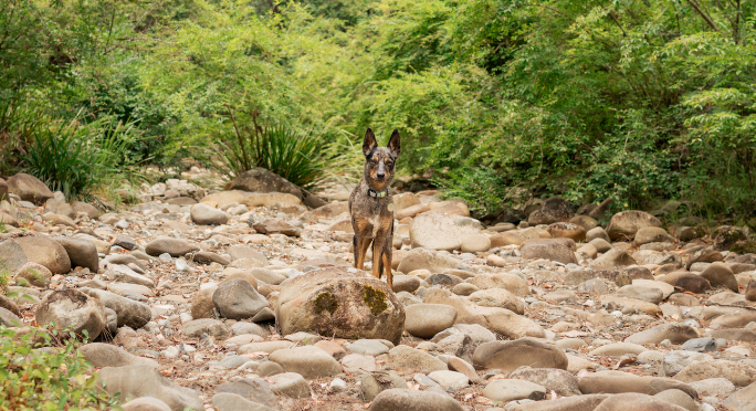 The best dog-friendly camping spots in NSW